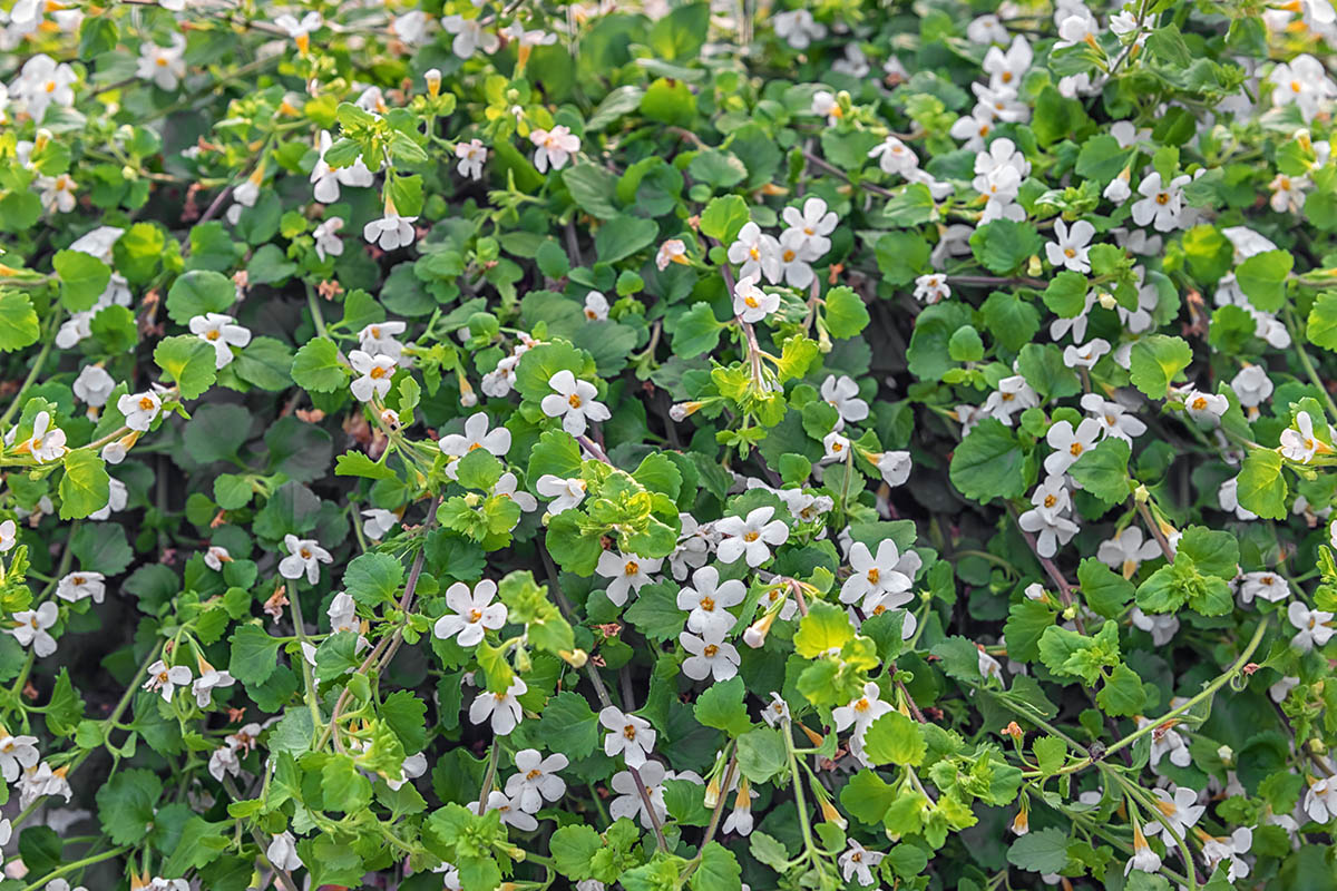 Bacopa monnieri, a perennial, creeping herb, water hyssop, water hyssop, brahmi, thyme-leafed gratiola, herb of grace, Indian pennywort. Flowers for balconies. Background