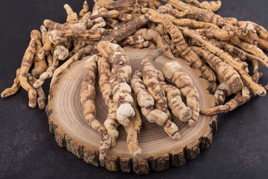 Oriental medicine wilfordi root, Cynanchum wilfordii Hemsley.