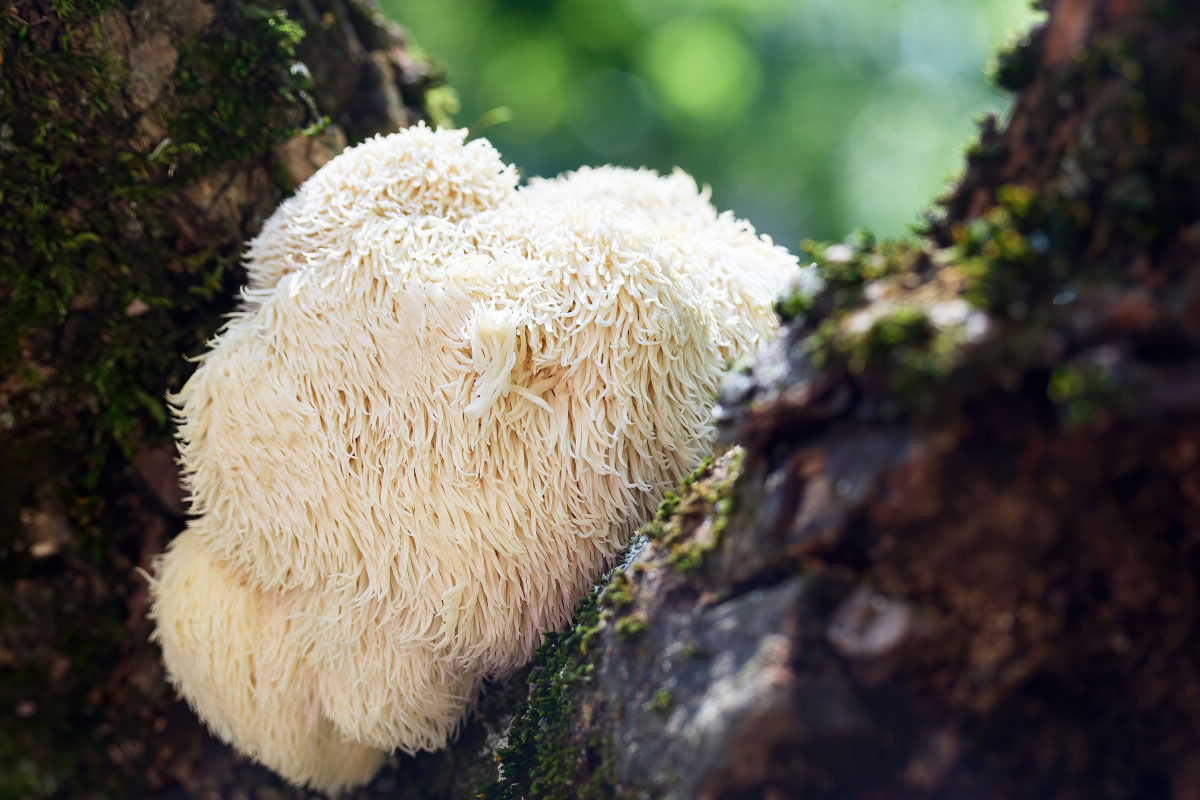 Lion's Mane