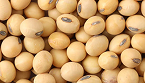 Phosphatidylserine